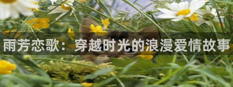 日本里番动漫网站：雨芳恋歌：穿越时光的浪漫爱情故事